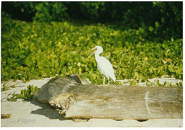 Australien 1998 D3870_s.jpg